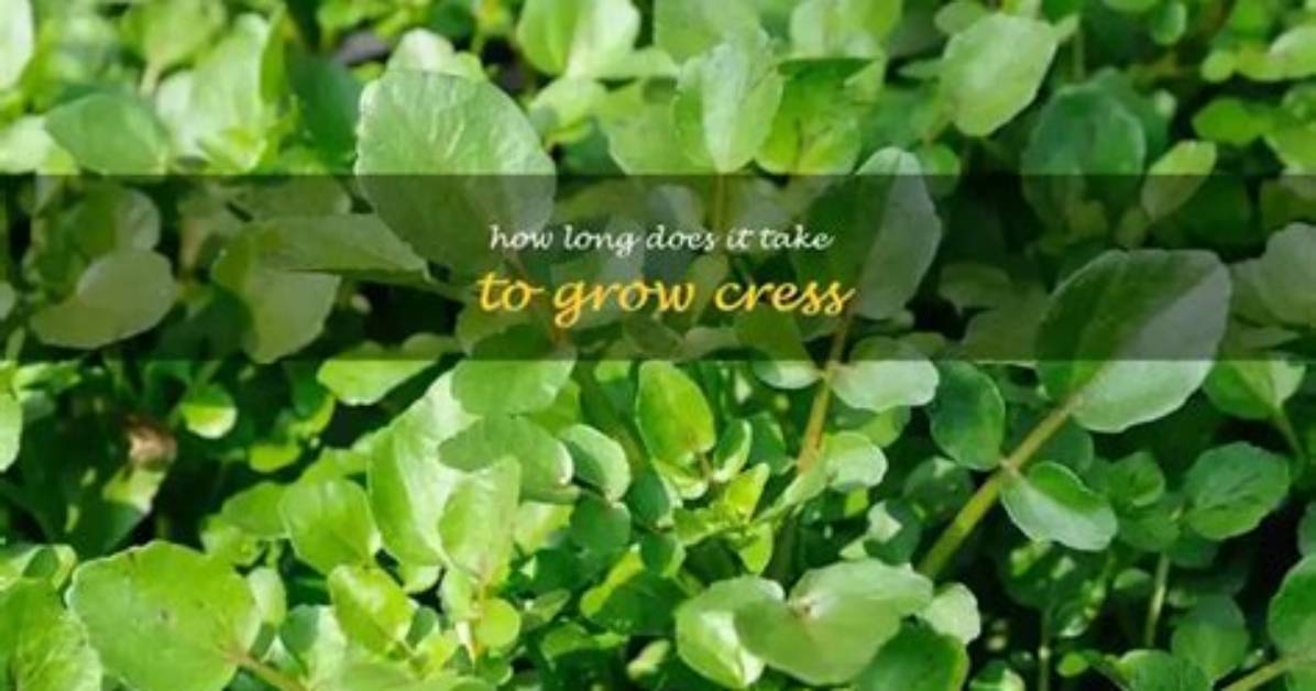 How Long Does It Take for Cress to Grow?