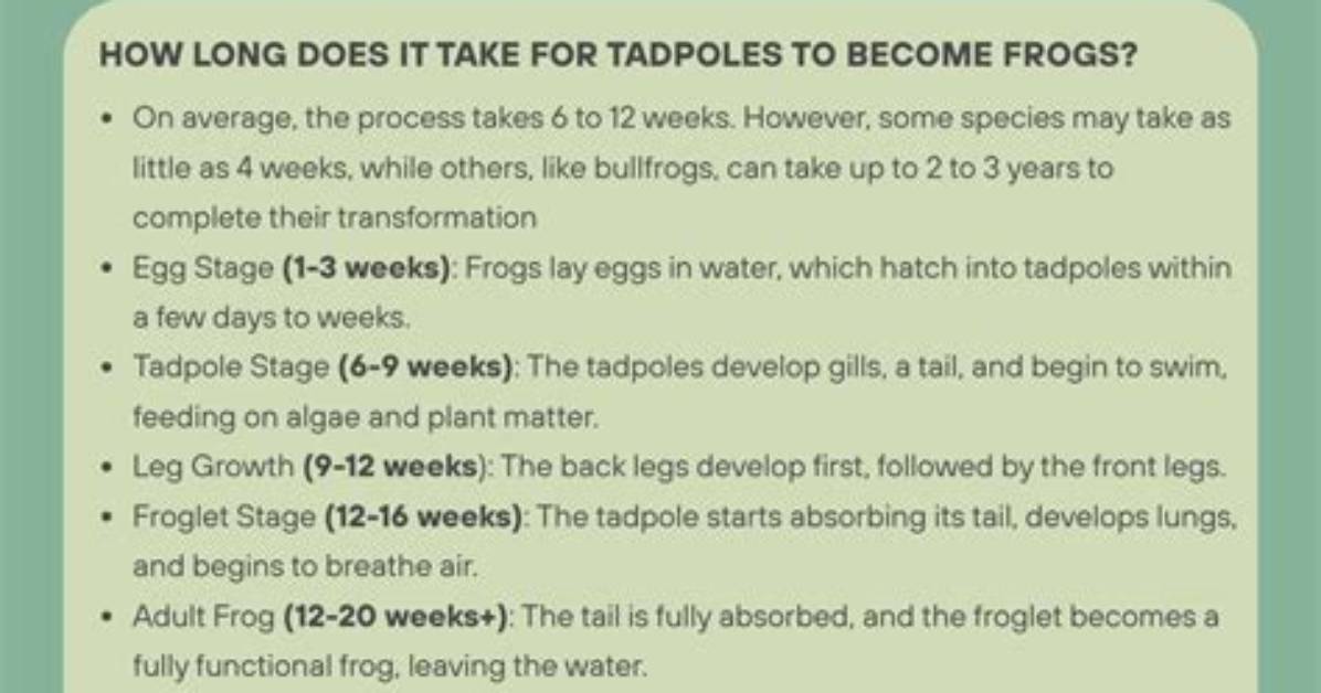 How Long Does It Take for Frogs to Mate?