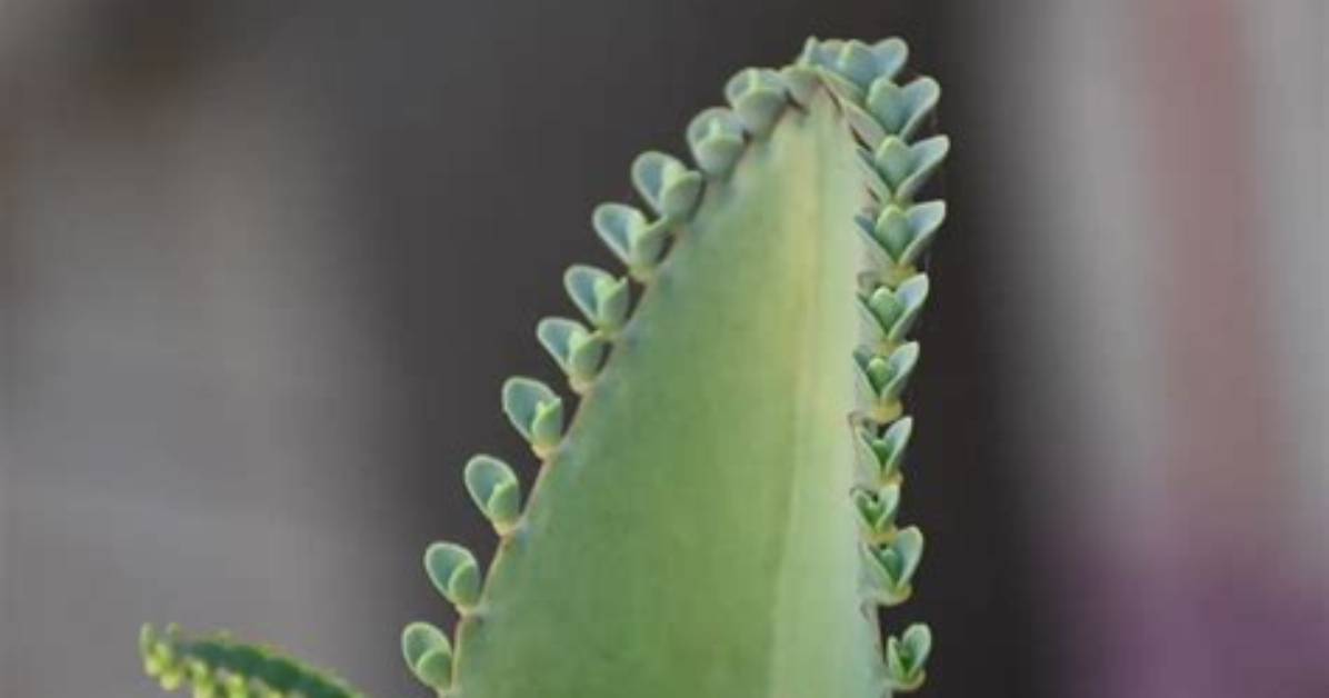How Long Does It Take for Garden Weeds to Grow