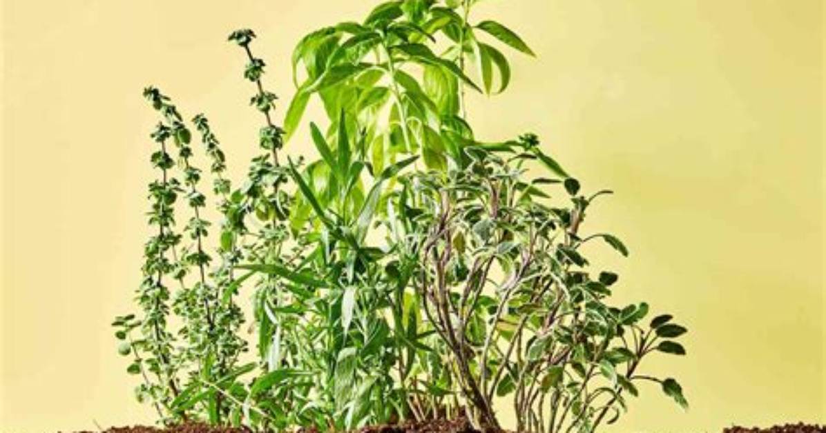 How Long Does It Take for Herbs to Sprout