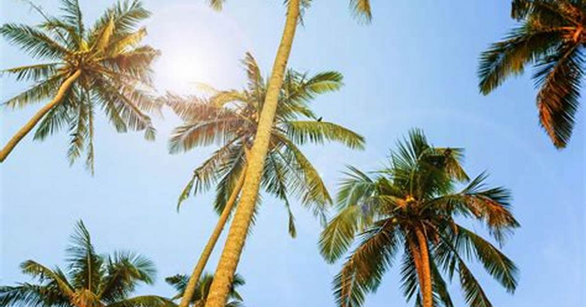 How Long Does It Take for Palm Trees to Grow