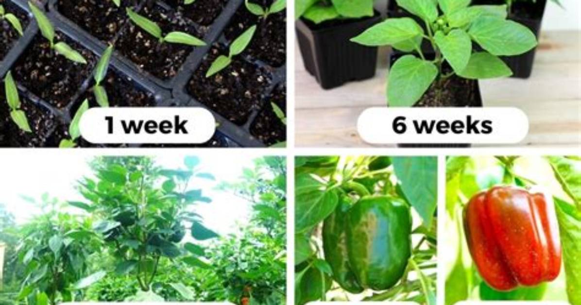 How Long Does It Take for Pepper Cuttings to Root