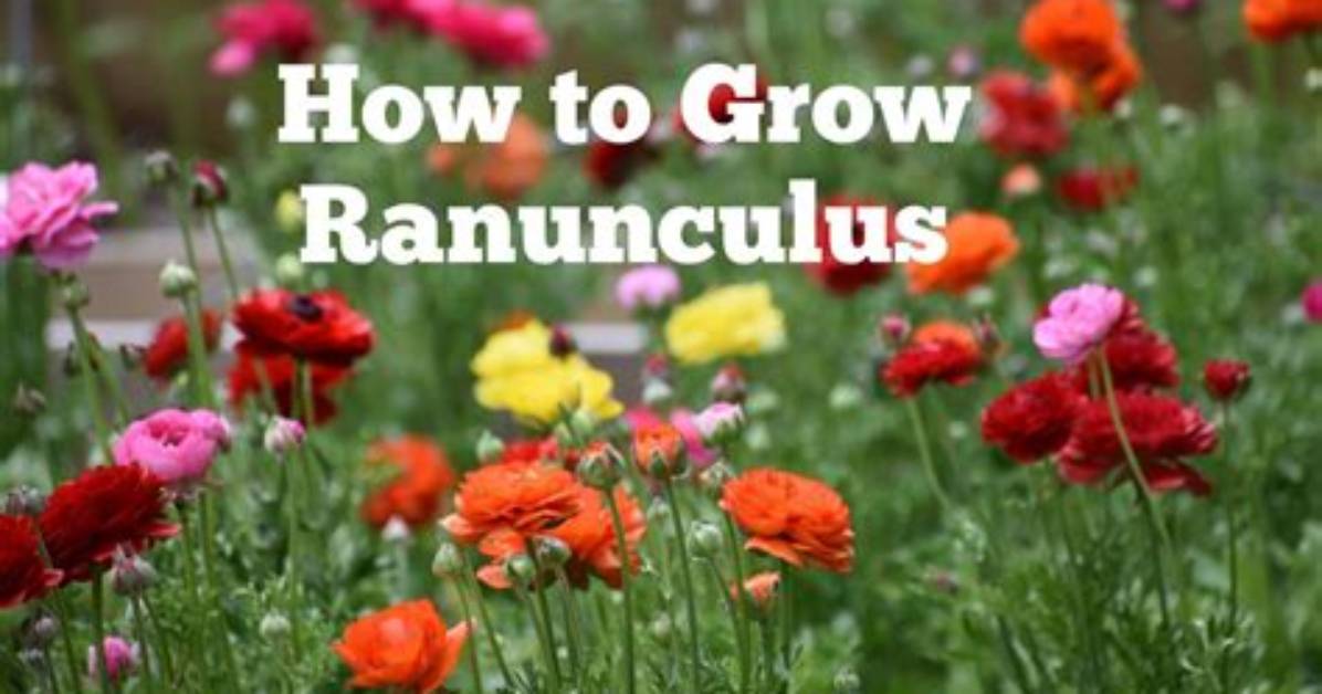 How Long Does It Take for Ranunculus to Bloom?
