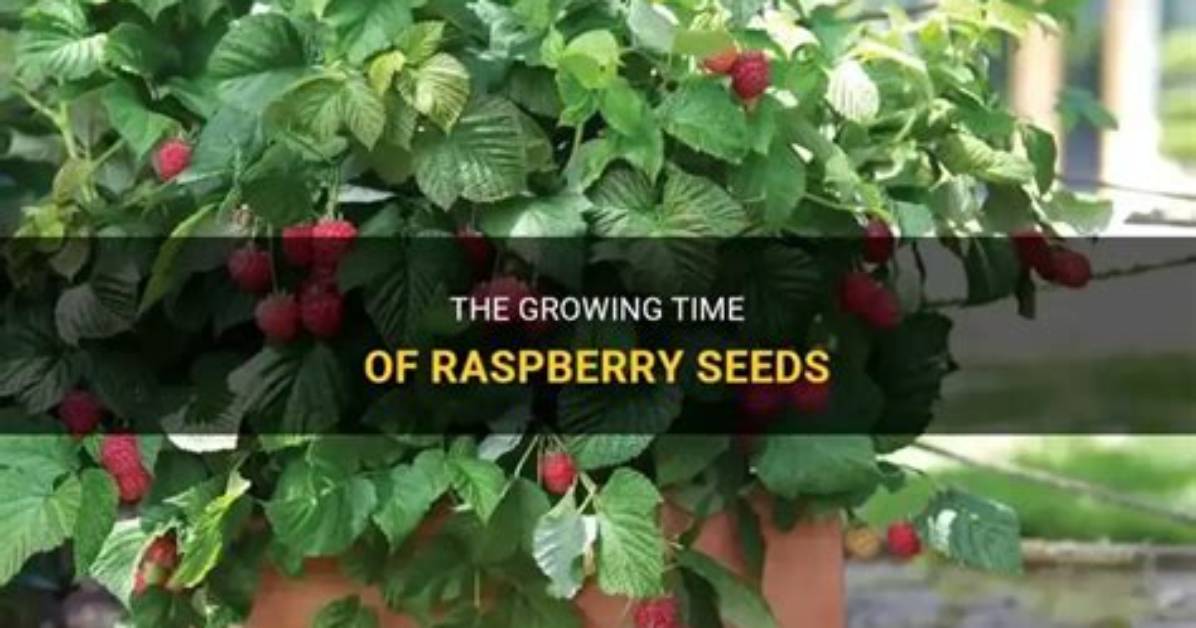 How Long Does It Take for Raspberries to Fruit