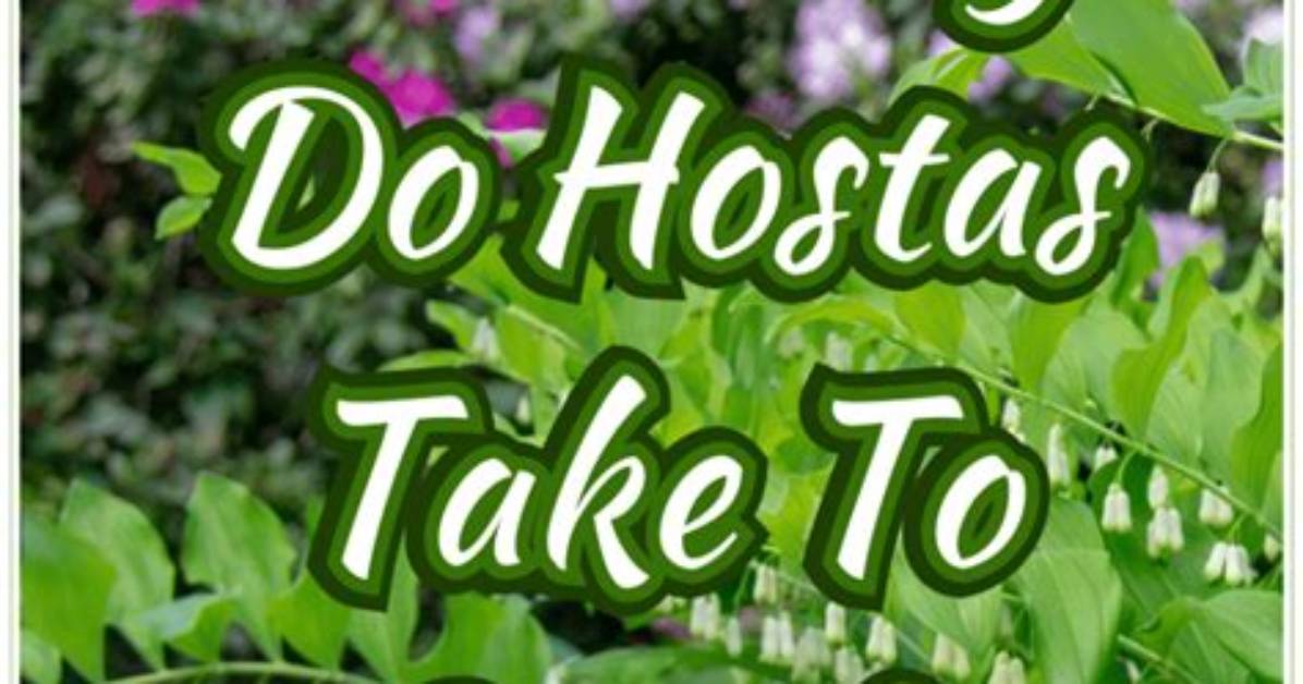 How Long Does It Take Hostas to Grow