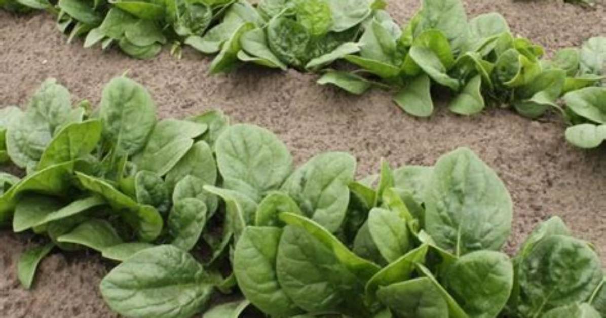 How Long Does It Take Spinach to Mature