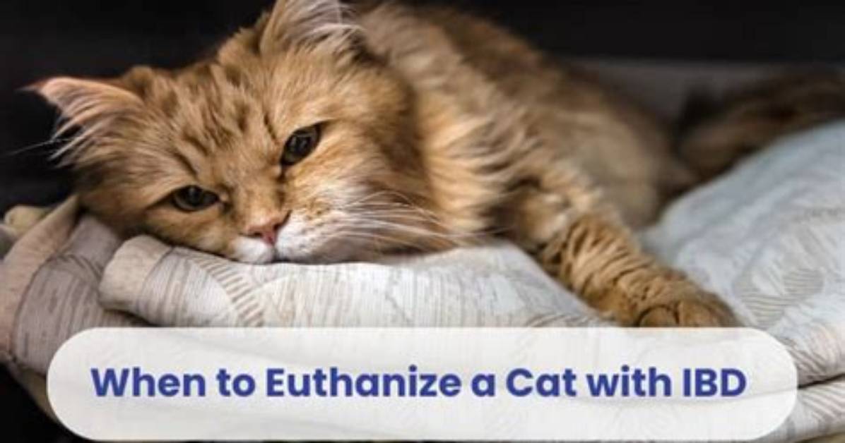 How Long Does It Take to Euthanize a Dog with Tylenol Pm?