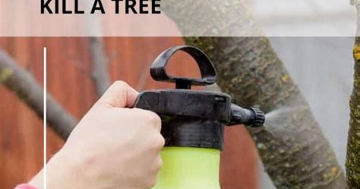 How Long Does It Take Tordon to Kill a Stump