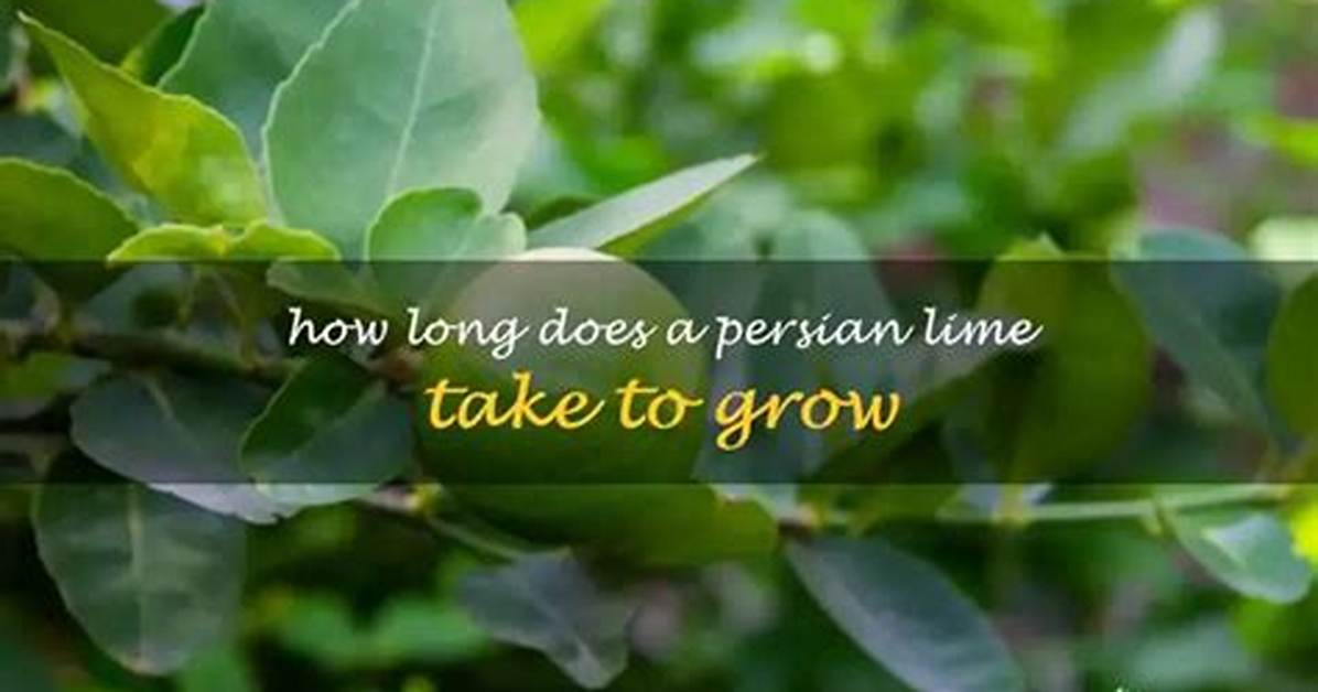 How Long Does Lime Take to Set
