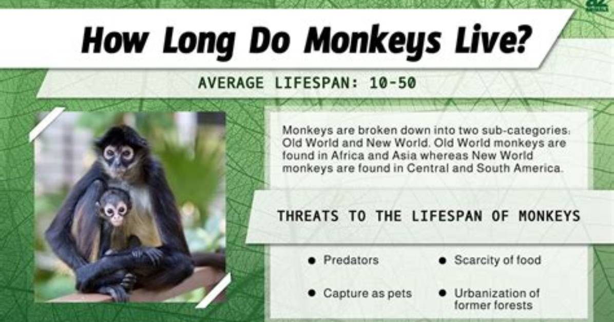 How Long Does Monkeys Live for?