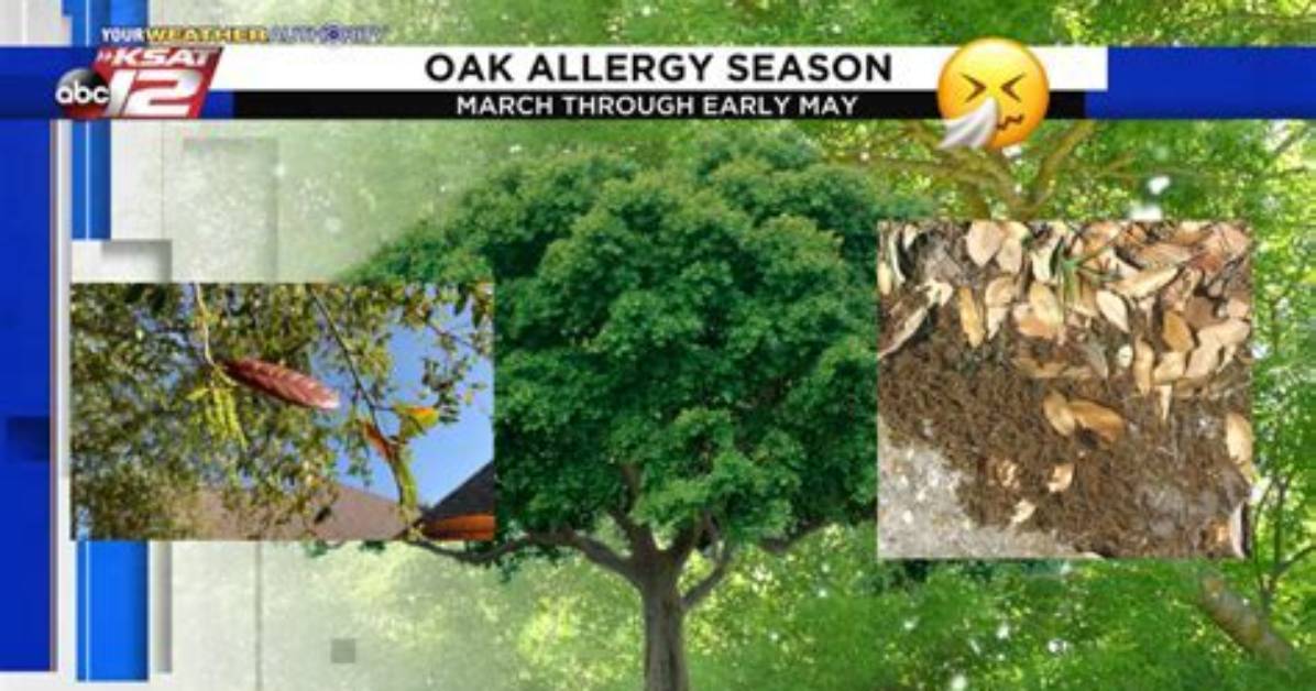 How Long Does Oak Pollen Last?
