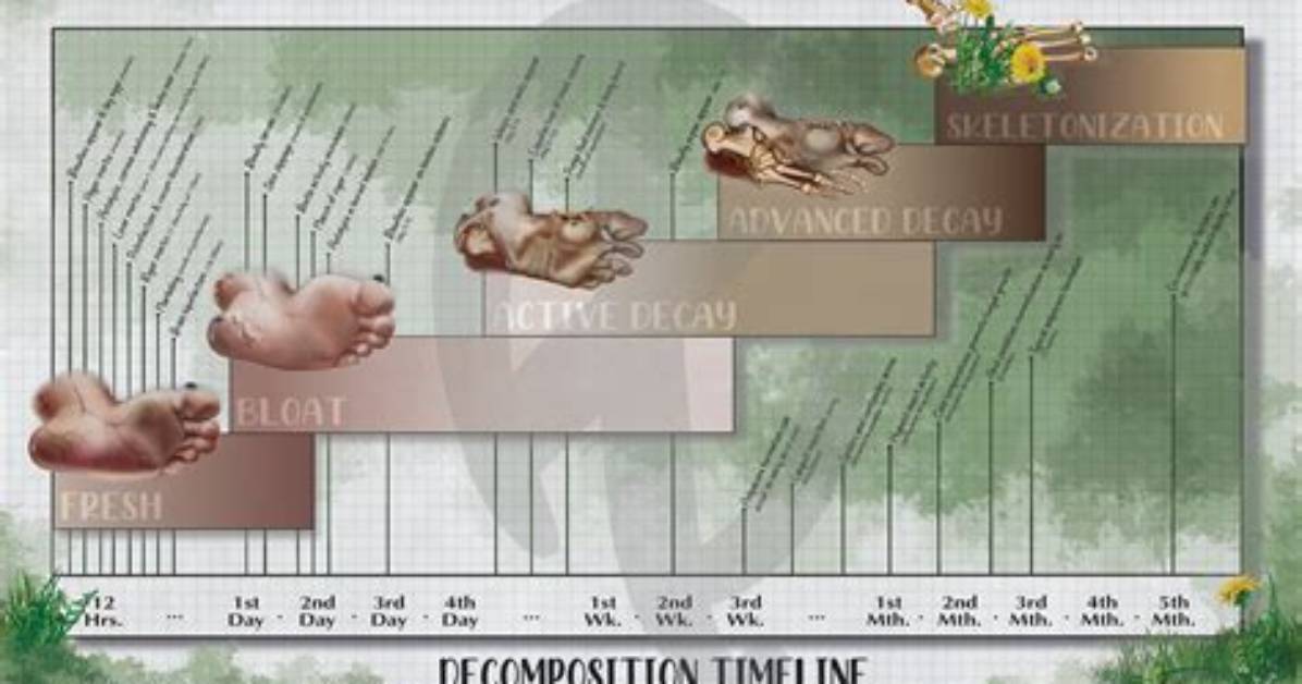 How Long Does Skeletonization Take?