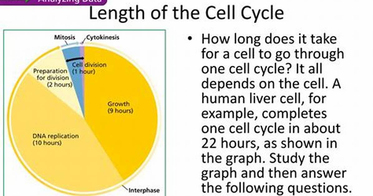 How Long Does the Cell Cycle Take