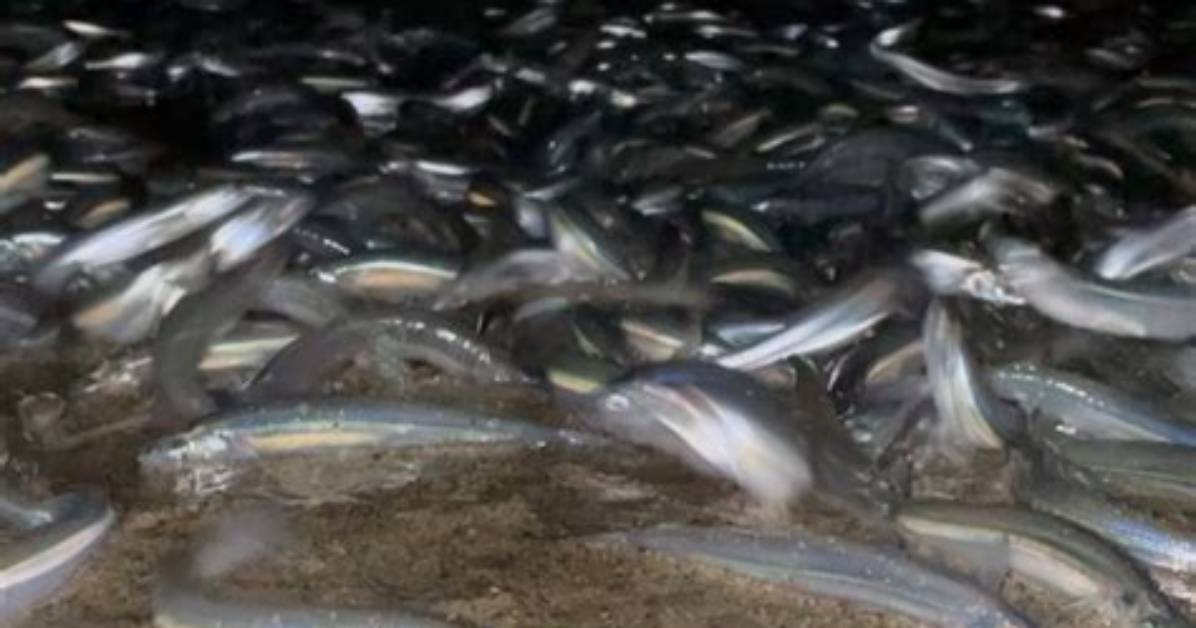 How Long Does the Grunion Run Last?