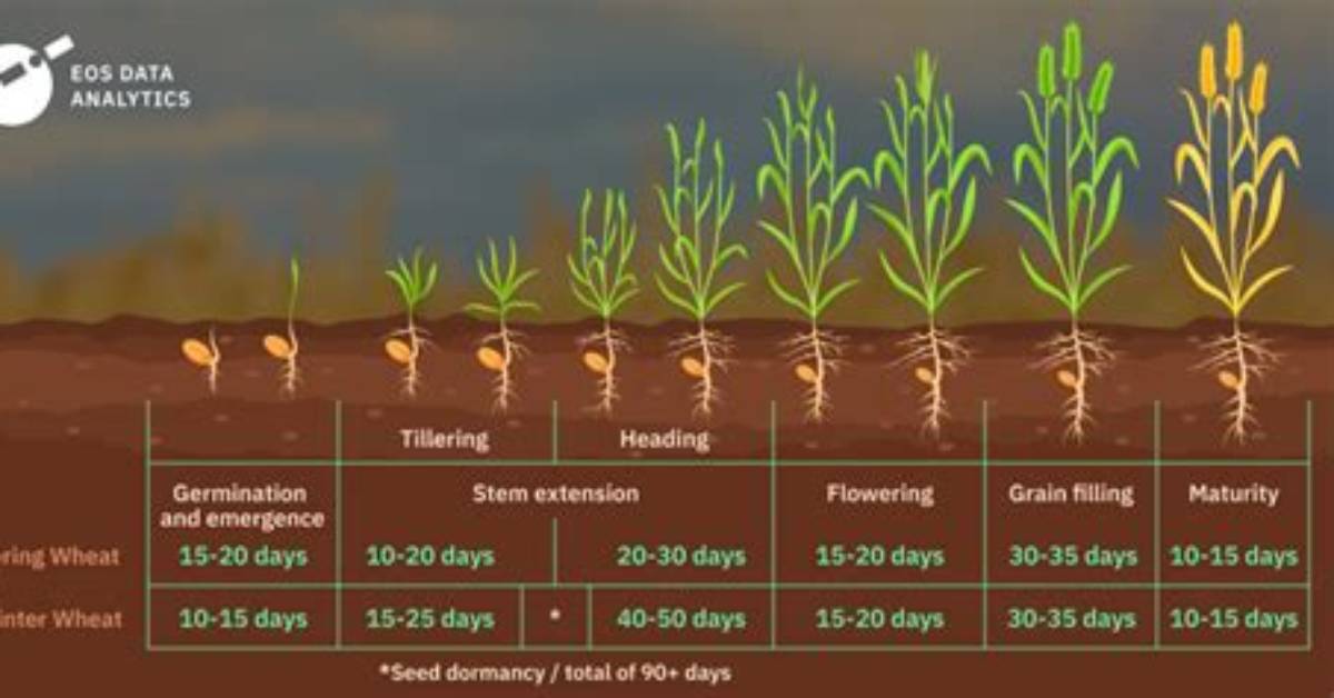 How Long Does Wheat Take to Grow Minecraft