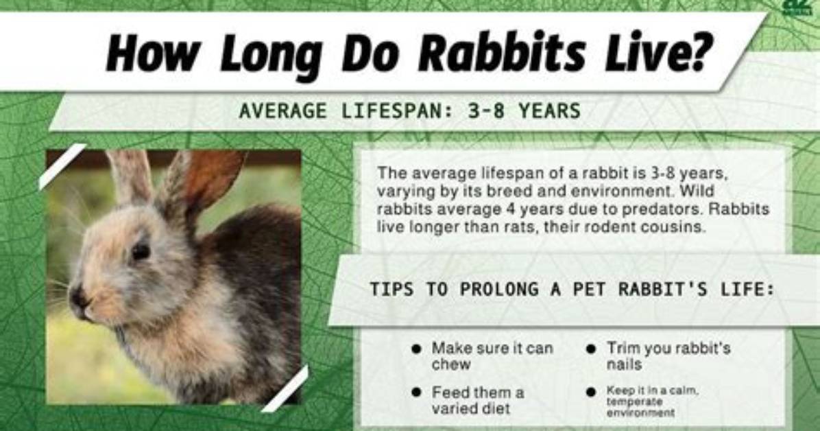 How Long Is a Rabbits Memory Span