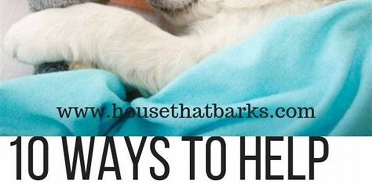 How Long Until a Puppy Sleeps Through the Night?