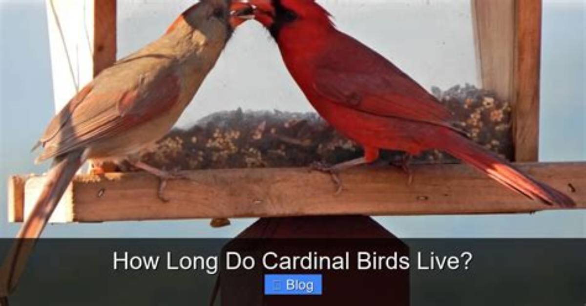 How Long Will a Cardinal Live?