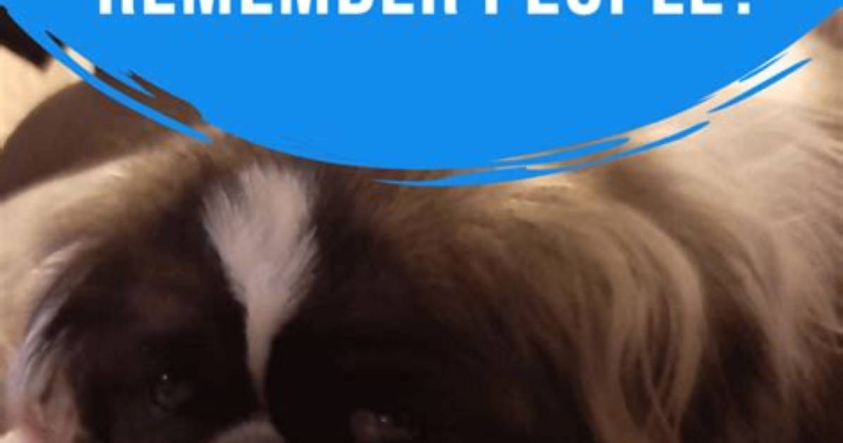 How Long Will a Dog Remember Another Dog?