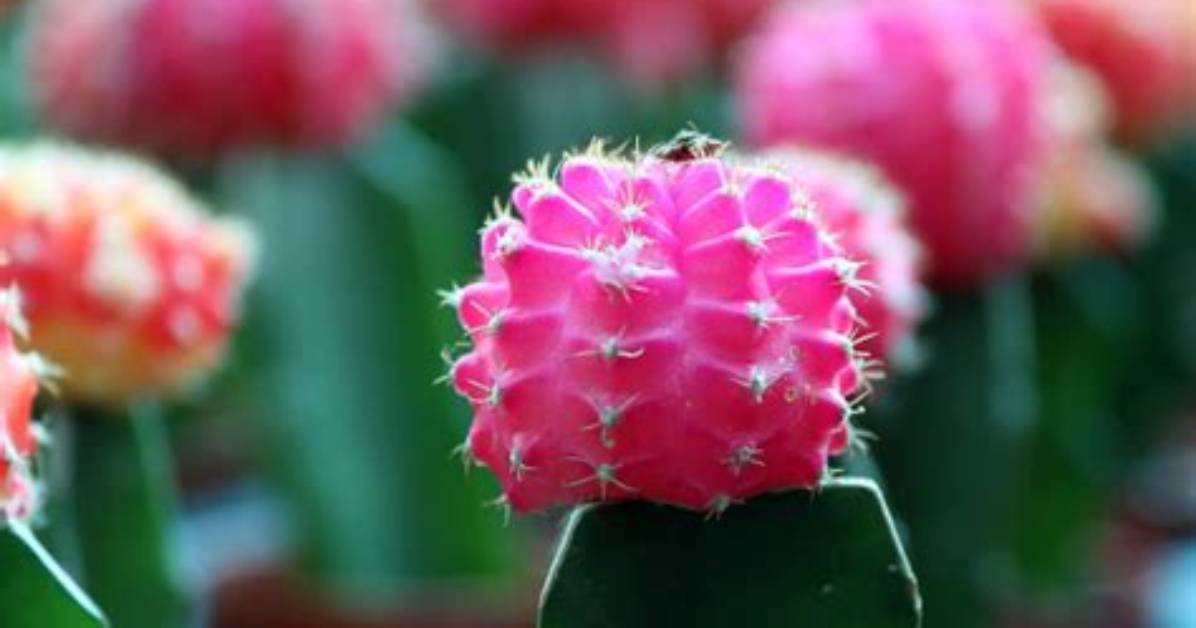 How Long Will a Moon Cactus Live