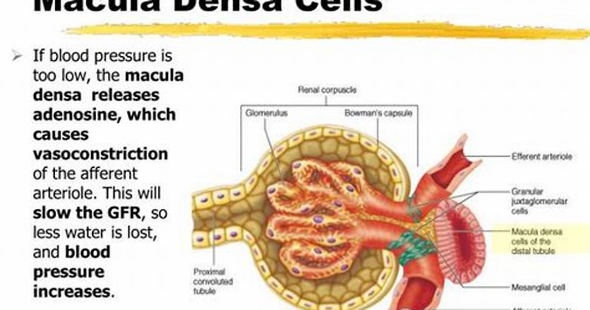 How Macula Densa Work?