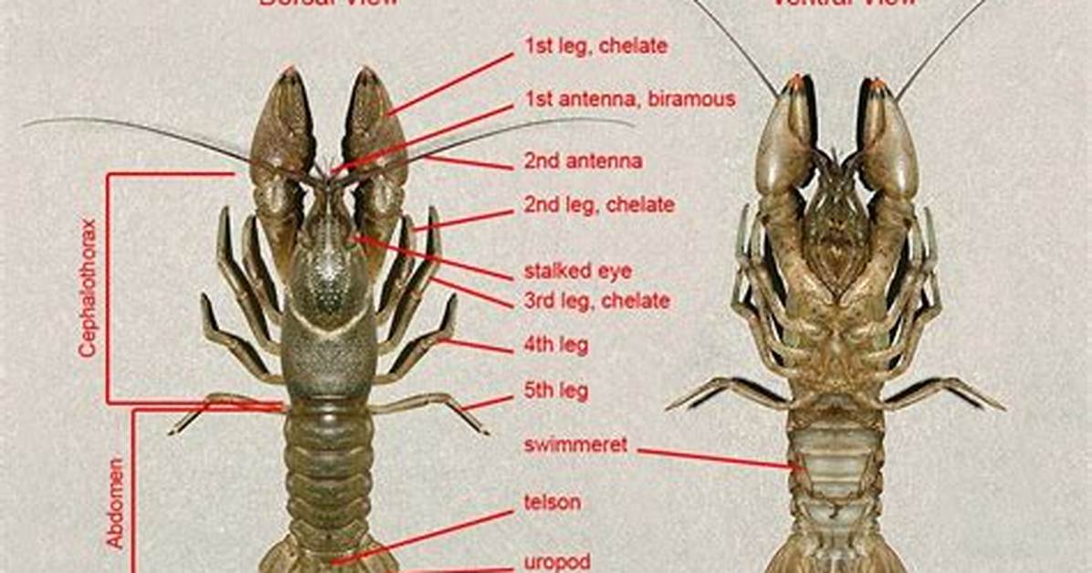 How Many Antennae Do Crayfish Have