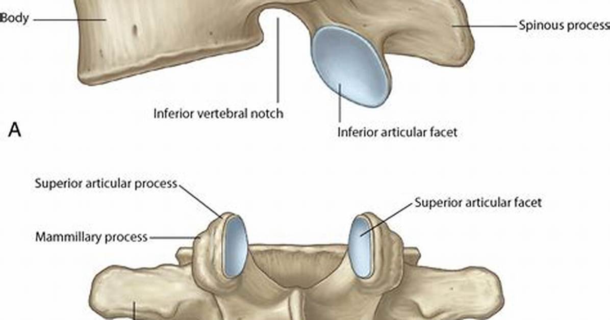 How Many Articular Processes Do Vertebrae Have