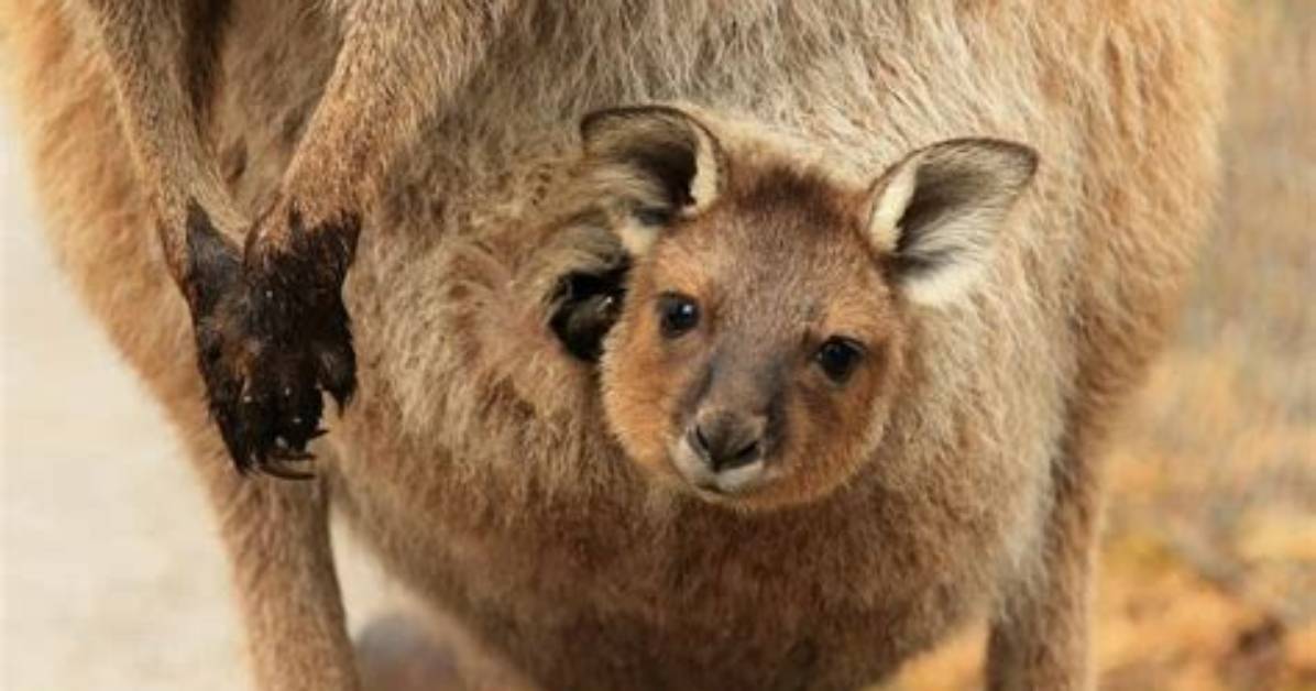 How Many Babies Can a Kangaroo Have