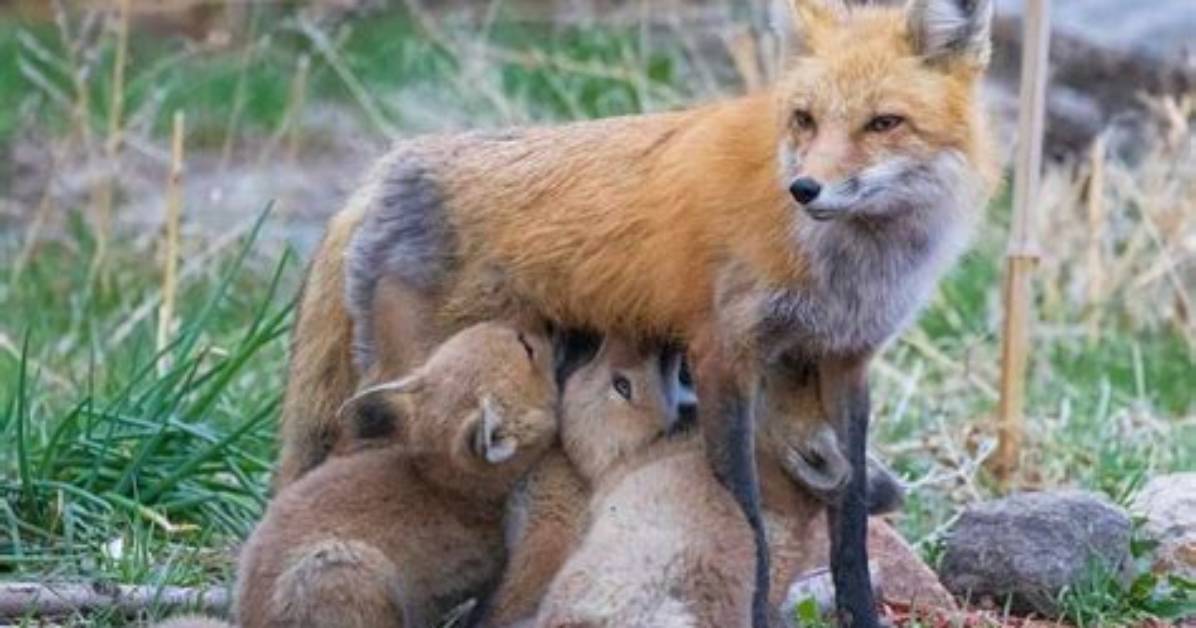 How Many Babies Do Gray Foxes Have