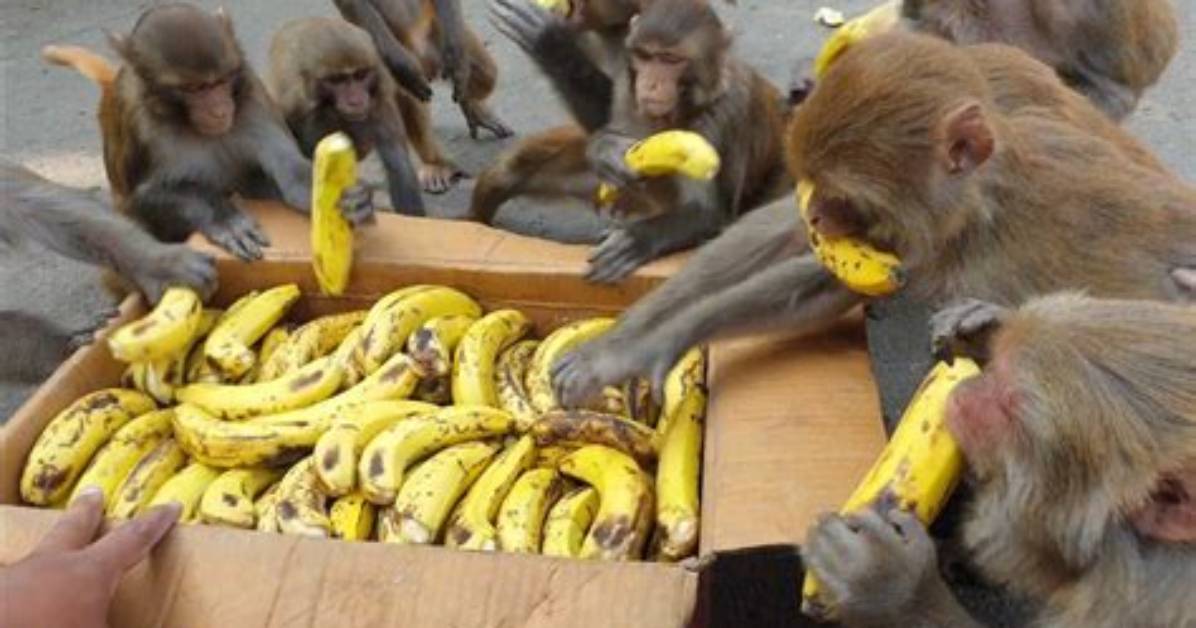 How Many Bananas Does a Monkey Eat a Day