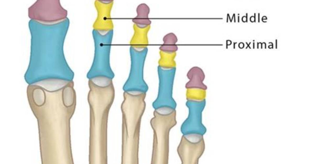 How Many Bones Are in a Toe