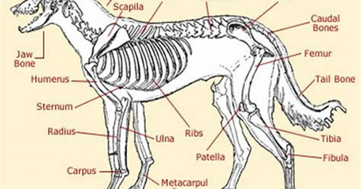 How Many Bones Does a Wolf Have