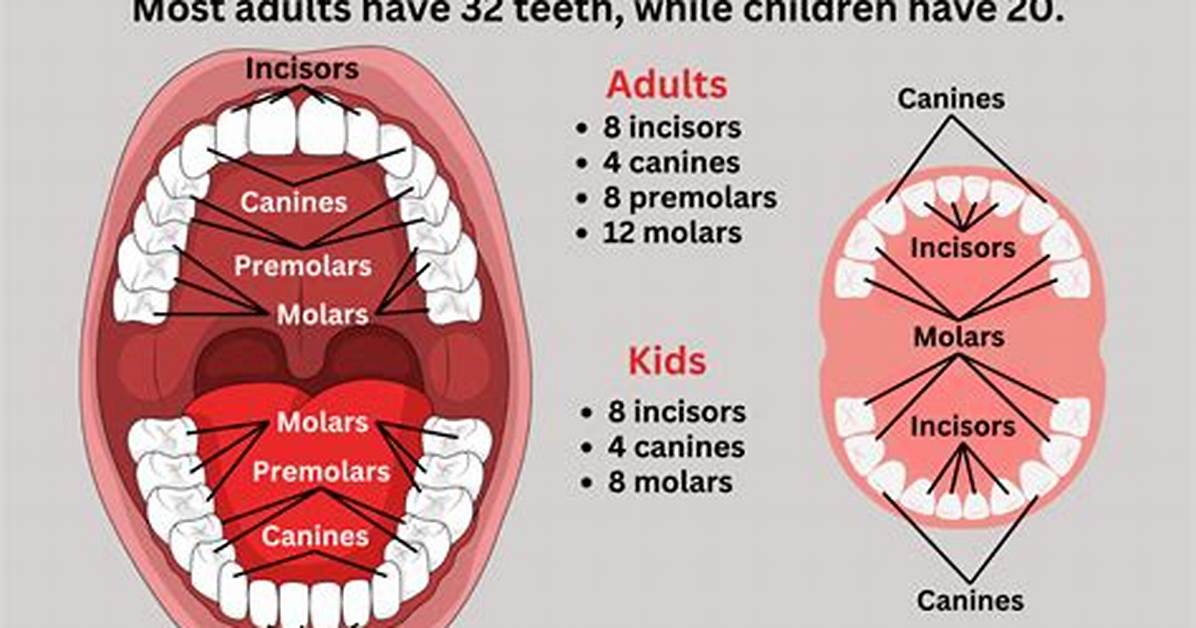 How Many Canine Teeth Does a Human Have