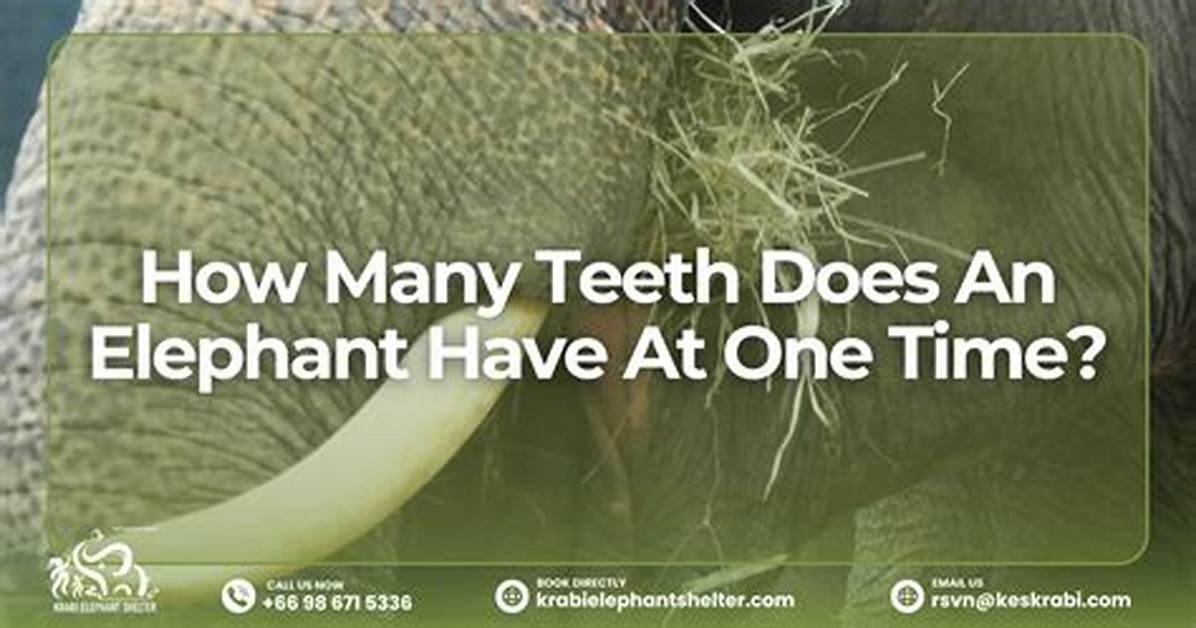How Many Cells Does an Elephant Have