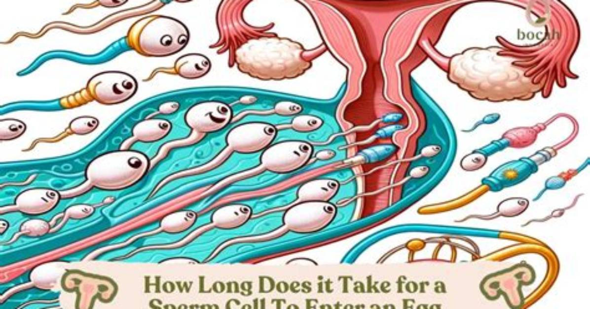 How Many Cells Make up a Sperm