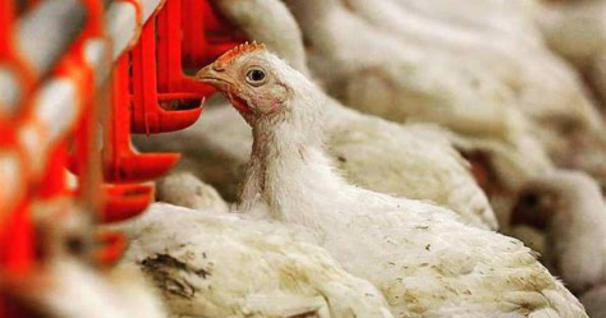 How Many Chickens Does Tyson Kill a Day?