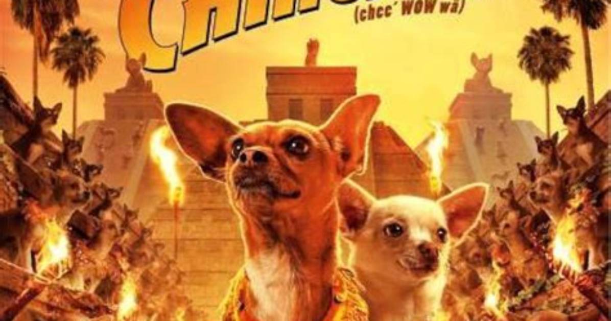 How Many Chihuahua Movies Are There? – Celebrity