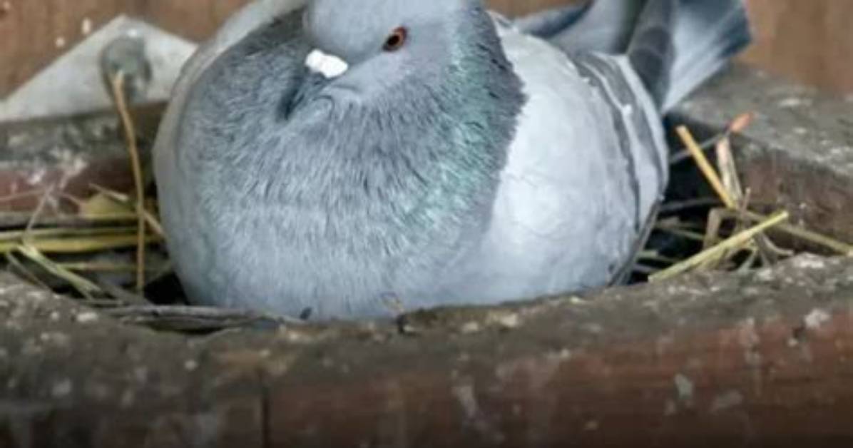 How Many Eggs Do Pigeons Lay?