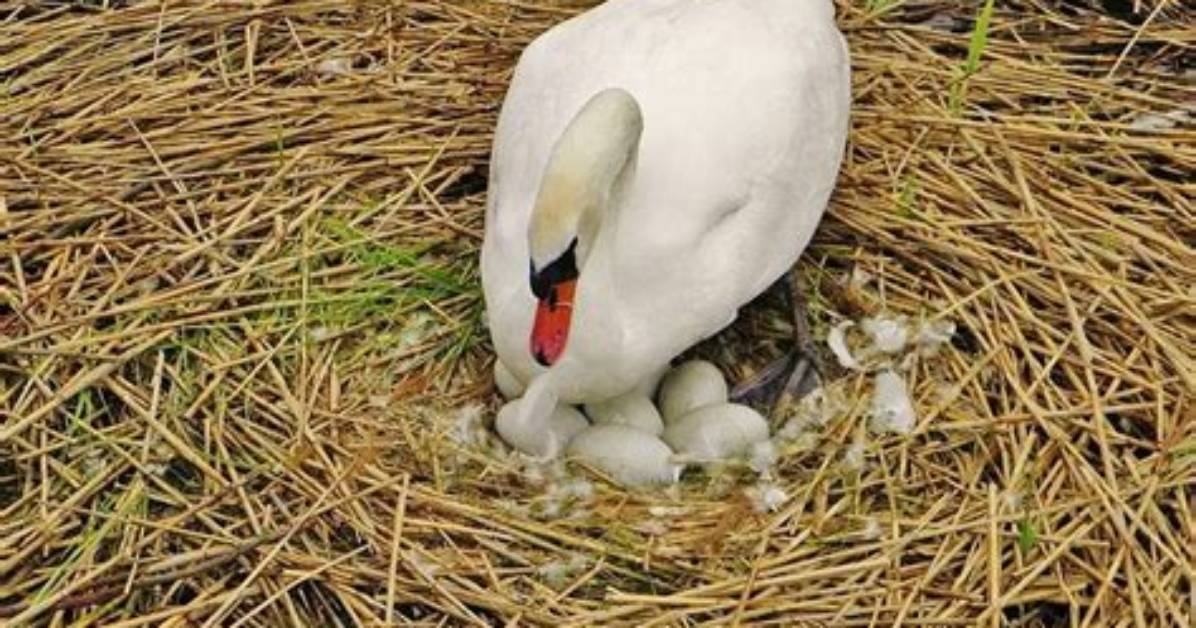 How Many Eggs Do Swans Lay