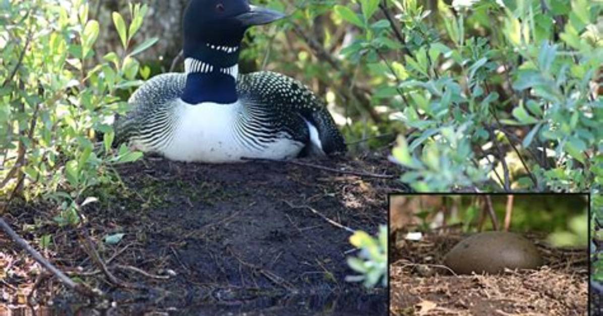 How Many Eggs Does a Loon Lay