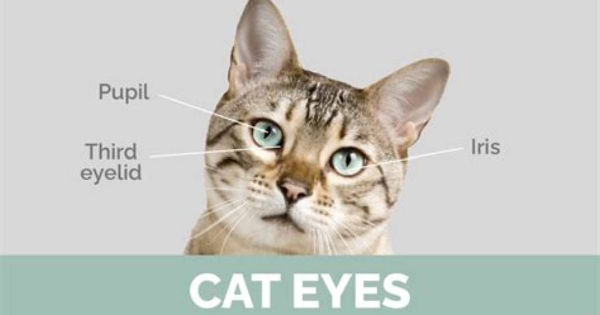 How Many Eyelids Does a Cat Have