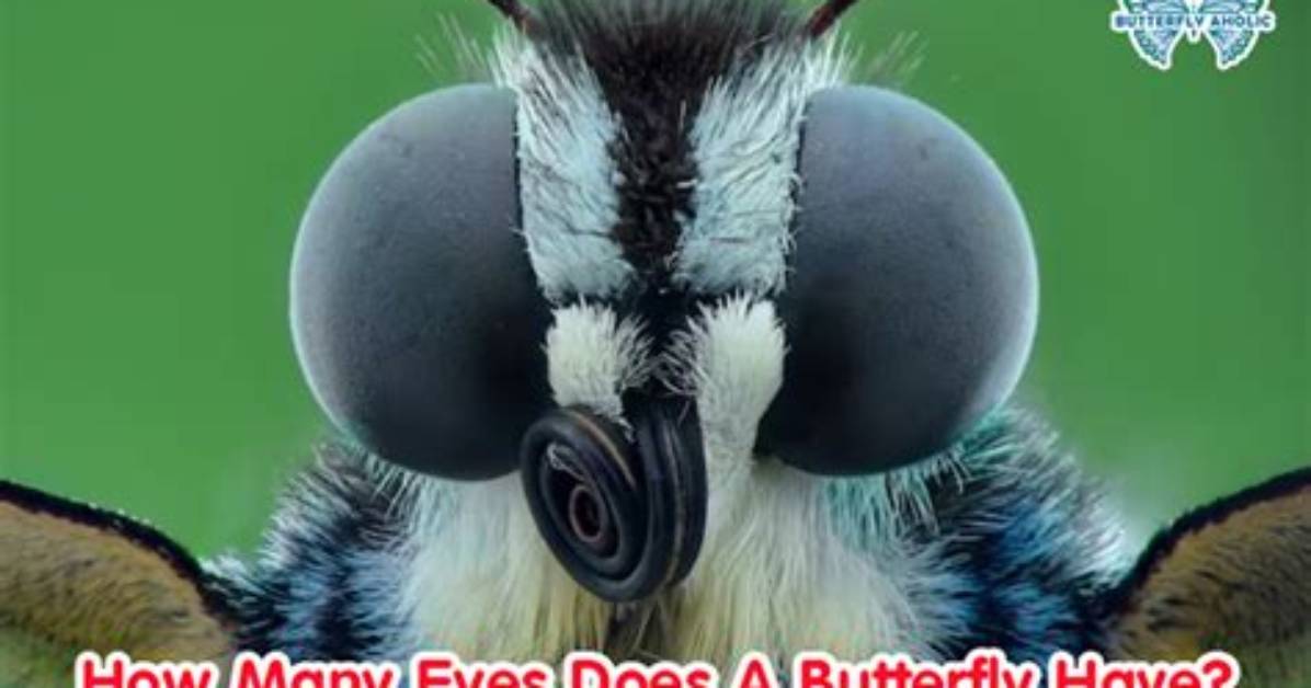 How Many Eyes Does Butterfly Have