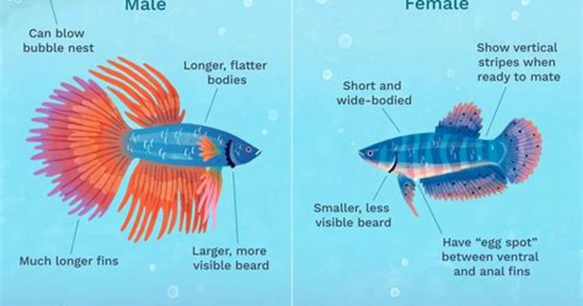 How Many Female Bettas Are There