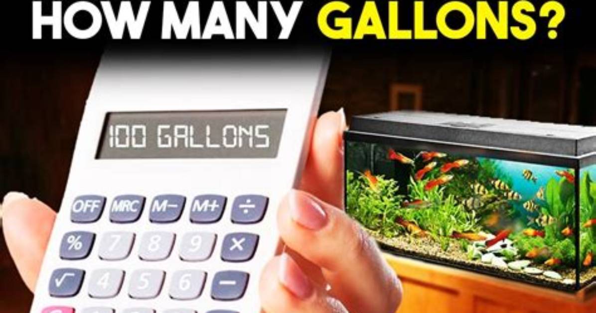 How Many Gallons Does a Discus Need?