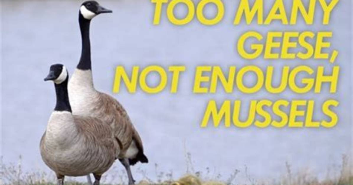 How Many Geese Does It Take to Make a Comforter