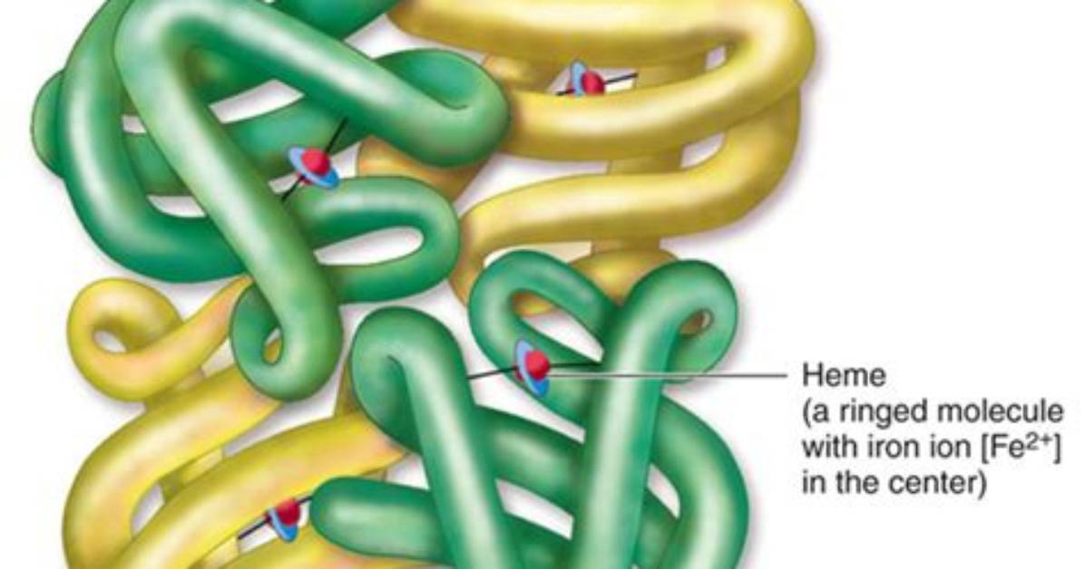 How Many Globin Chains Are Found in Hemoglobin
