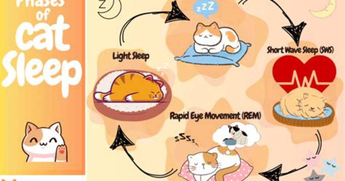 How Many Hours Do Cats Sleep?