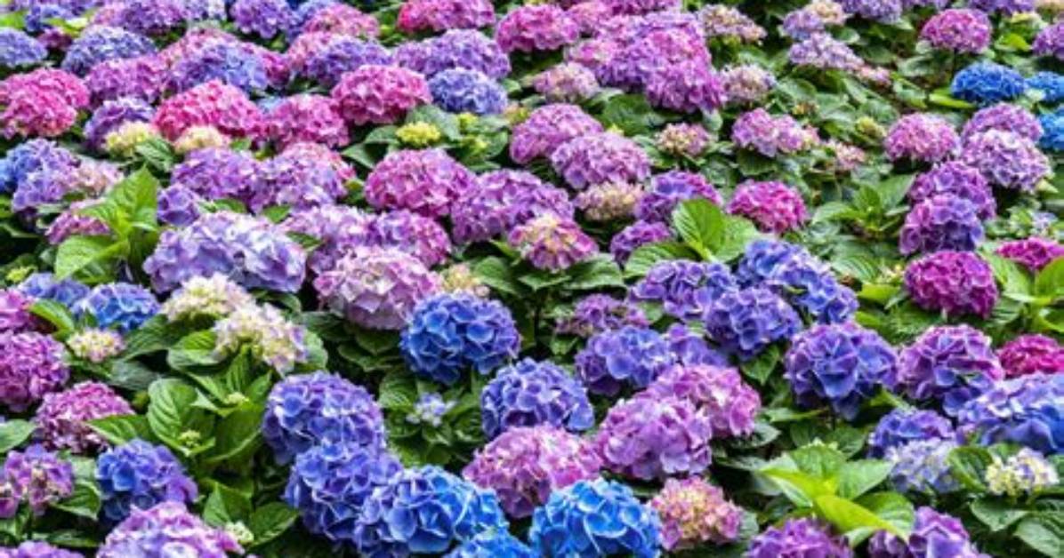 How Many Hydrangeas Are There