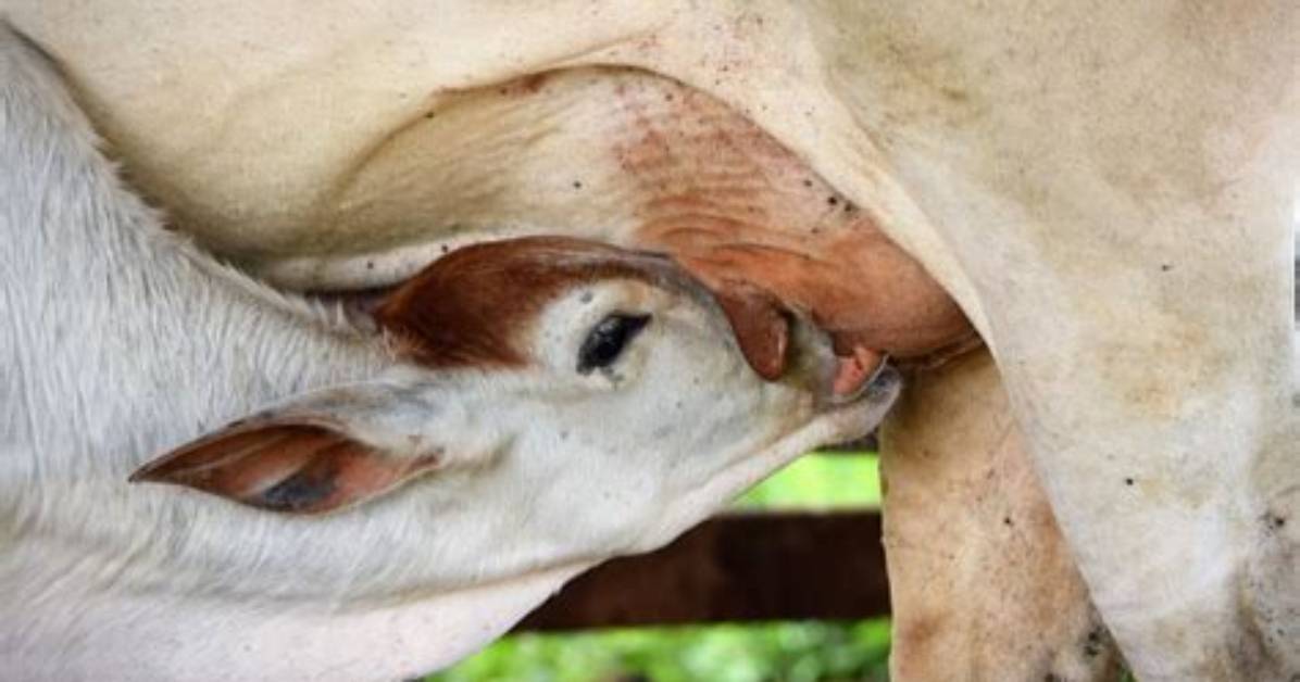 How Many Lactations Does a Cow Have?