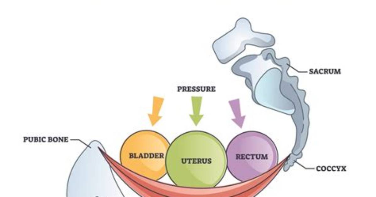 How Many Layers Does the Pelvic Floor Have